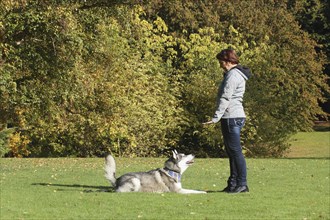 Woman practicing with Siberian Husky crossbreed