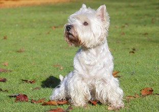 West Highland White Terrier sitting in a meadow