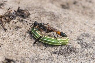 Red-banded sand wasp