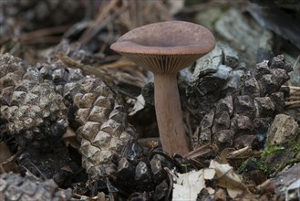 Scurfy Deceiver mushroom
