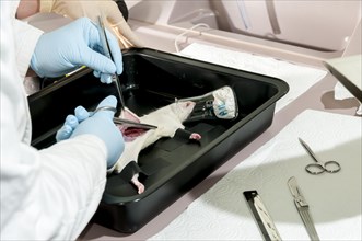 Test on a laboratory rat
