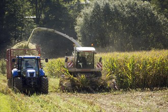 Forage maize harvest with tractor