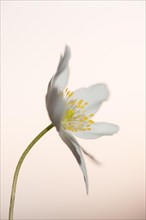 Wood anemone or windflower