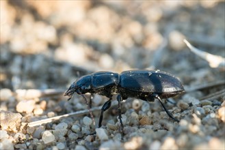 Broscus cephalotes