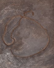 Fossil snake