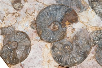 Several ammonites