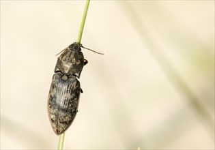 Chequered Click Beetle