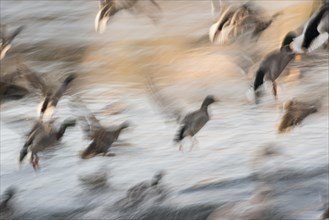 Flock of Mallards ducks