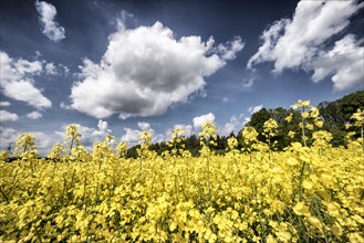 Blossoming canola field near the forest