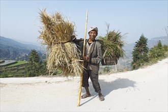 Dong man carrying straw and grass on a traditional yoke