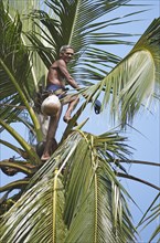 Toddy Tapper on coconut tree collecting palm juice
