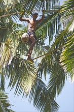 Toddy Tapper balancing on rope between coconut trees and collecting palm juice