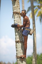 Toddy Tapper on coconut tree collecting palm juice