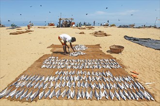 Man laying out fresh fish to dry on the beach