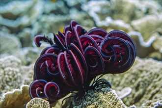Red feather star or Crinoid