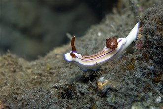 Magenta-striped nudibranch