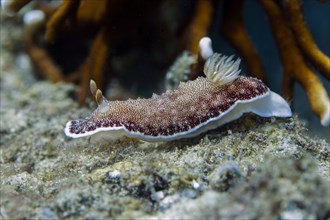 Reticulated Chromodoris sea slug
