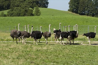 Common ostriches