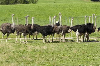 Common ostriches