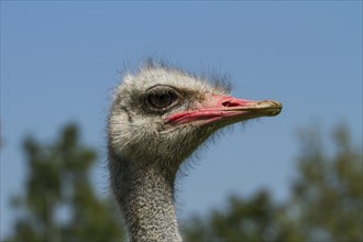 Common ostrich