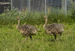 Common ostriches