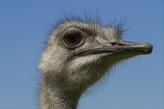 Common ostrich