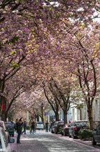 Cherry blossoms in Heerstrasse street