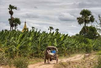 Horse-drawn carriage with tourists on a road in front of banana trees