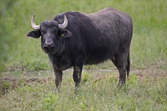 Water buffalo