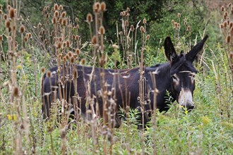 Hungarian Parlag donkey