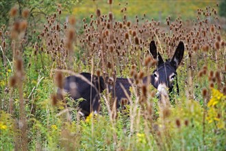 Hungarian Parlag donkey