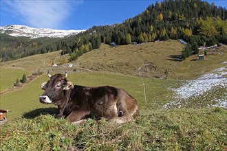 Grazing cattle on pasture in front of autumnal mountain landscape