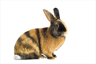 Harlequin rabbit or Japanese rabbit