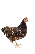 Sussex chicken breed