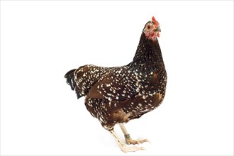 Sussex chicken breed