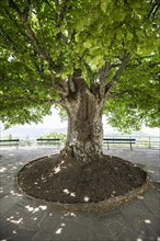 Ancient lime tree