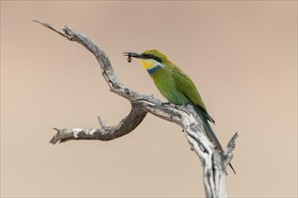Swallow-tailed bee-eater
