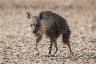 Brown hyena