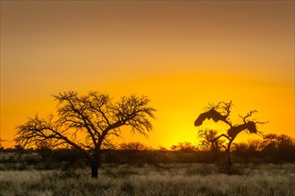 Camel thorn