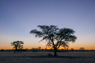 Landscape with camel thorn