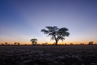 Landscape with camel thorn