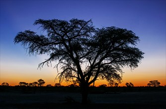 Landscape with camel thorn