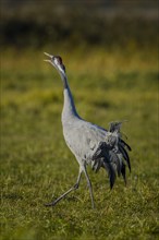 Eurasian or common crane