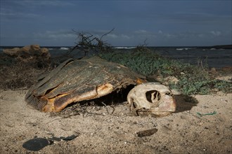 Skeleton of a Loggerhead sea turtle