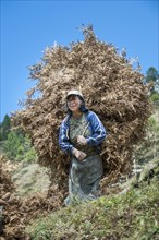 Woman carrying dried fern as fodder to her farm