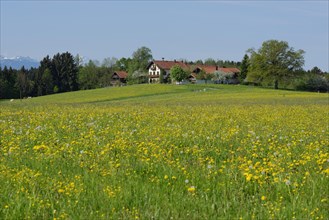 Farmhouse with spring meadows
