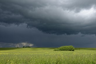 Dark clouds over field of rapeseed