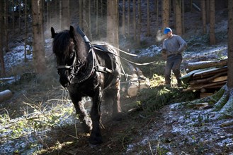 Forest worker and logging horse doing forest work