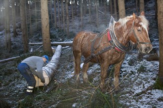 Forest worker and logging horse doing forest work