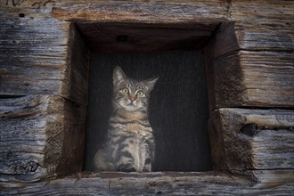 Domestic cat looking out of window in wooden wall